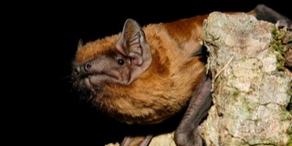 Felébredtek téli álmukból a denevérek, már vadásznak éjjelente