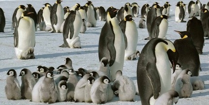 Császárpingvin-fiókák ezrei vesztek a tengerbe egy viharban