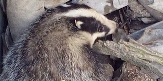 Borzot mentett ki egy kútból a nemzeti park munkatársa