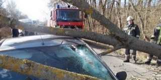Károkat okoz a vihar Baranyában is, főképp kidőlt fákhoz riasztják a tűzoltókat Károkat okoz a vihar Baranyában is, főképp kidőlt fákhoz riasztják a tűzoltókat