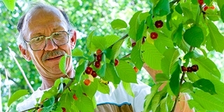 Jót tett a kertkultúráknak a csapadékos időjárás