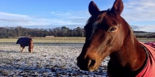 Elszabadult lovak miatt lezárták az M7-es autópályát