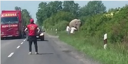 Ilyen nincs, és mégis van: elefánt miatt állt a forgalom a 6-os baranyai szakaszán - Videó!