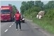 Ilyen nincs, és mégis van: elefánt miatt állt a forgalom a 6-os baranyai szakaszán - Videó! Ilyen nincs, és mégis van: elefánt miatt állt a forgalom a 6-os baranyai szakaszán - Videó!
