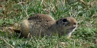 Felmérték a szakemberek a dél-dunántúli ürgeállományt