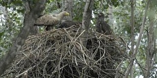 Három évtizede csaknem eltűntek, mára visszafoglalták Baranyát a rétisasok Három évtizede csaknem eltűntek, mára visszafoglalták Baranyát a rétisasok