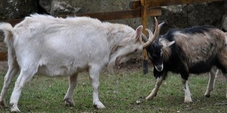 Tömegverekedés Baranyában: karókkal, vascsövekkel esett egymásnak két família