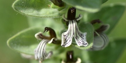 Kétszáz éve nem látott orchideafajra bukkantak a Mecsekben Kétszáz éve nem látott orchideafajra bukkantak a Mecsekben