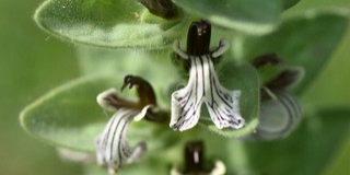 Kétszáz éve nem látott orchideafajra bukkantak a Mecsekben Kétszáz éve nem látott orchideafajra bukkantak a Mecsekben