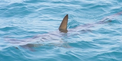 Ismét cápát láttak az Adriában, ezúttal Makarska partjainál bukkant fel - Videó!