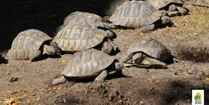 Kockakővel ütöttek agyon egy görög teknőst az állatkertben