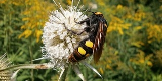Óriási méretű, ritkán látott darazsak okoznak riadalmat a baranyai parkokban