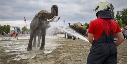Elefántokat fürdettek a tűzoltók Balatonlellén