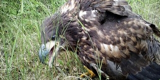 Sasfiókát mentettek a nemzeti park munkatársai Sasfiókát mentettek a nemzeti park munkatársai