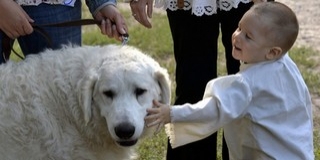 Kuvaszokat képeznek ki a polgárőrök számára