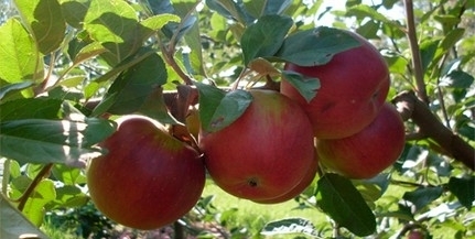 Fele annyi alma terem idén, mint tavaly, drágább lesz