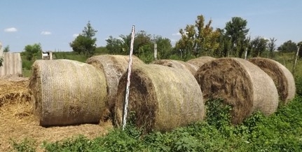 Kettesével lopta el a baranyai legelőről a körbálákat Kettesével lopta el a baranyai legelőről a körbálákat