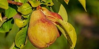 Betett az időjárás, kevesebb körte terem idén