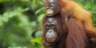 Emberszerű hangadásra képesek az orangutánok Emberszerű hangadásra képesek az orangutánok