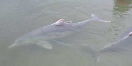 Megkezdték a delfinek szokásos mészárlását Japánban