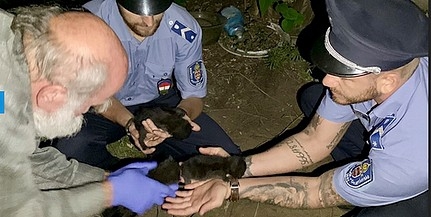 Rendőrök mentettek meg három, élve elásott kismacskát