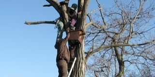 Csaknem 550 vércsefióka repült ki idén Baranyában