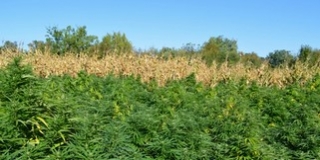 Pontosan 1111 tő vadkendert találtak egy kukoricásban