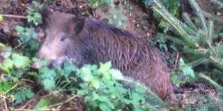Kútba esett vaddisznót mentettek meg a komlói tűzoltók