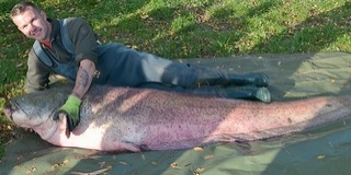 A Baranyában horogra akadt hatalmas harcsa lett 2019-ben a magyar rekordfogás