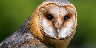 Belehúztak a baglyok Baranyában: kiváló költési eredményeket produkáltak