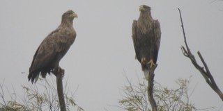 Már fészkük közelében tartózkodnak a rétisasok
