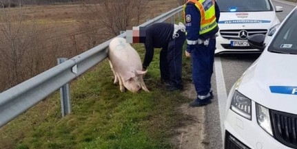 Utánfutóról lépett meg egy sertés, nem vette észre a sofőr