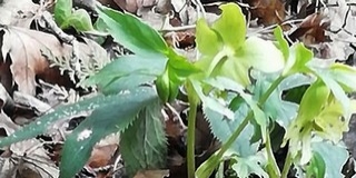 Van, ahol már szirmot bontott az illatos hunyor Baranyában