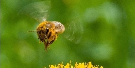 Összedőlhet a mezőgazdaság a méhészek nélkül