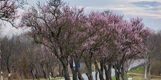 A naptár szerint már tényleg itt a tavasz, de vajon az időjárásnak is szóltak róla?