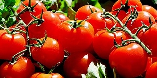 Baranyában is szedik a zöldésegeket az üvegházakban Baranyában is szedik a zöldésegeket az üvegházakban