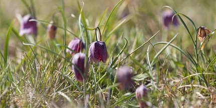 Csodás látvány: virágzik a kockásliliom a Dél-Dunántúlon