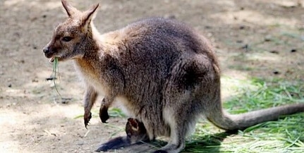 Pécsett született kengurukat költöztettek a debreceni állatkertbe