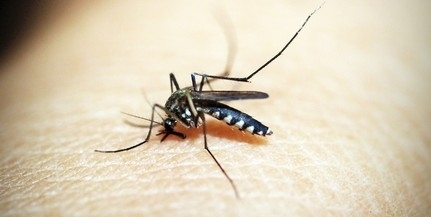 Már pusztítják a szúnyogokat, biológiai fegyvert vetnek be
