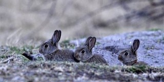 Ilyen lesz az idő vasárnap: nagyon tavasz akar lenni