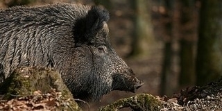 Nem árt vigyázni a vaddisznókkal a tavaszi ellési időszakban