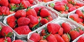 Átlagosnak ígérkezik idén a magyarországi szamócatermés