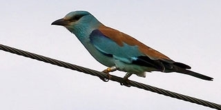 Magyar jeladós szalakótát lőttek le Szaúd-Arábiában