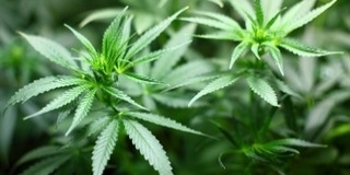 Felfüggsztett börtönre ítélt két drogtermesztőt a mohácsi bíróság Felfüggsztett börtönre ítélt két drogtermesztőt a mohácsi bíróság