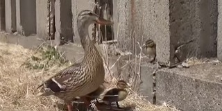 Íme a kacsafamília, akik leállították a pesti metrót - Videó!