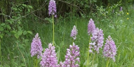 Csodálatosan virágoznak az orchideák a Dráva mentén