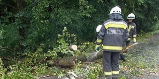 Baranyában is fákat döntött a szél, iskola udvarára dőlt egy kettéhasadt fenyő