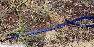 Elítélték a kutyáját autója mögé kötő asszonyt