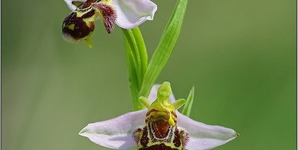 Csodás orchidealigetekre bukkantak a Mecsekben