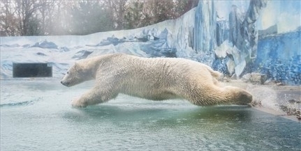 A jegesmedvék vesztét okozhatja a klímaváltozás